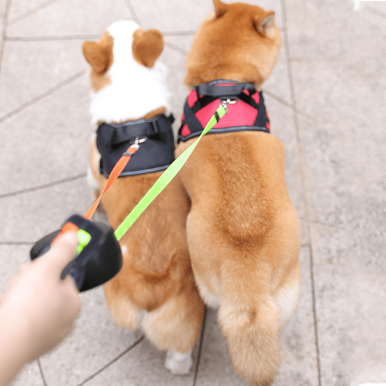 FlexiPaw | Correa doble antienredos para perros con linterna