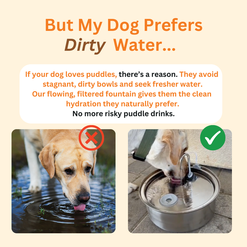 Bebedero para perros + 2 filtros de agua GRATIS